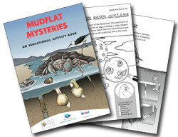 Mudflat Mysteries Educational Acitivity Book